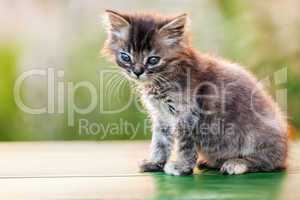 Little british domestic cat animal walking outdoor