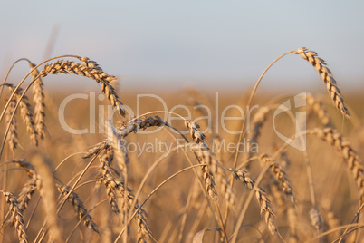 Wheat or rye agriculture field plant