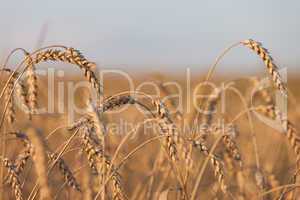 Wheat or rye agriculture field plant