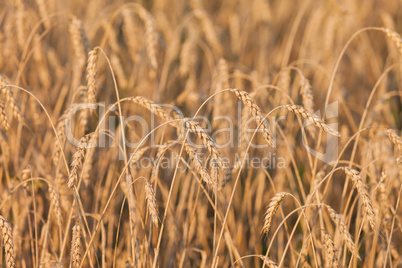 Wheat or rye agriculture field plant