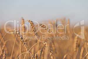 Wheat or rye agriculture field plant