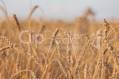 Wheat or rye agriculture field plant