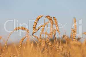 Wheat or rye agriculture field plant