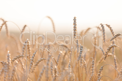 Wheat or rye agriculture field plant