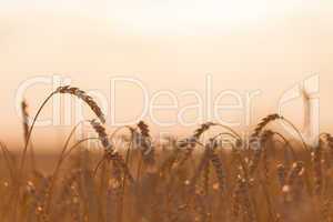Wheat or rye agriculture field plant
