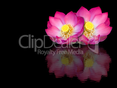 indian lotus mirror reflection on black background