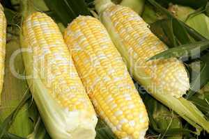 Corn cobs at the market