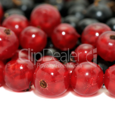 red currant and blackcurrant
