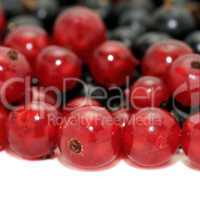 red currant and blackcurrant
