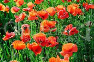 poppies