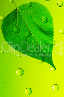 Green leaf