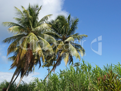 Palmen und Zuckerrohr, Guadeloupe, Karibik