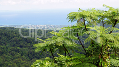 Regenwald, Guadeloupe, Karibik