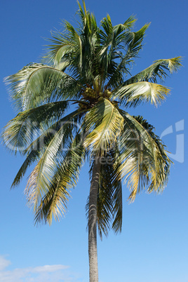 Palme, Karibik