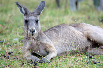 Graues Riesenkänguru, Australien