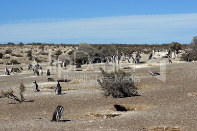Magellanpinguin, Punta Tombo, Patagonien, Argentinien