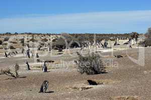 Magellanpinguin, Punta Tombo, Patagonien, Argentinien