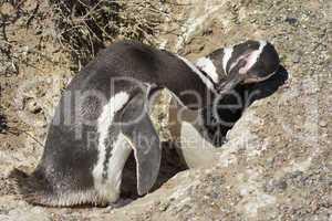 Magellanpinguin, Punta Tombo, Patagonien, Argentinien