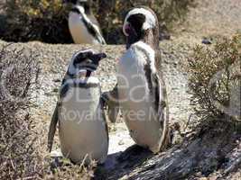 Magellanpinguin, Punta Tombo, Patagonien, Argentinien