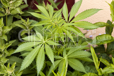 hanfpflanze, cannabis