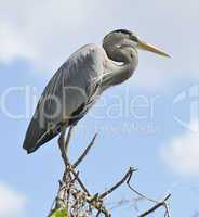 great blue heron perching