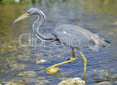 tricolored heron