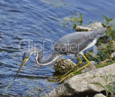 tricolored heron