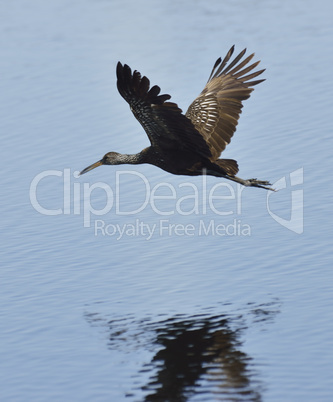 limpkin bird