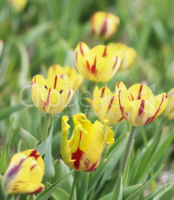 yellow tulips