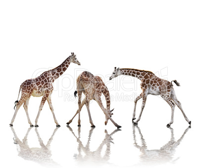 giraffes  isolated on white background