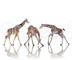 giraffes  isolated on white background