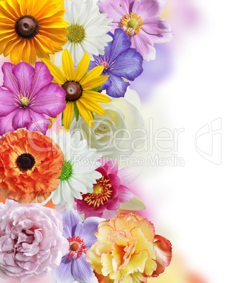 flowers collection