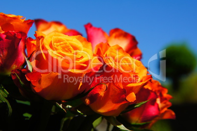 orangene rosen