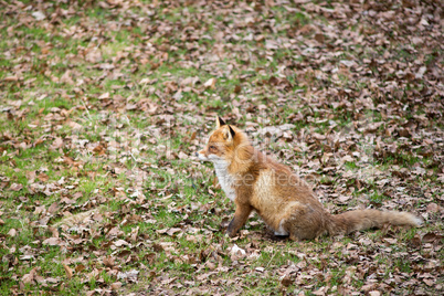 red fox, vulpes vulpes