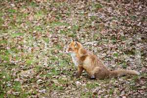 red fox, vulpes vulpes