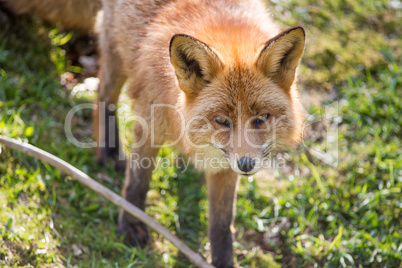 red fox, vulpes vulpes