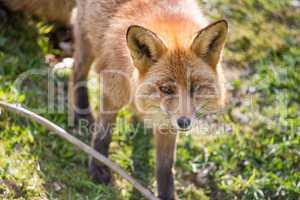 red fox, vulpes vulpes