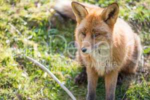 red fox, vulpes vulpes