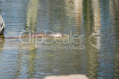 european otter, lutra lutra