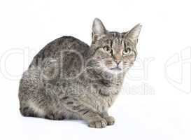 isolated striped cat