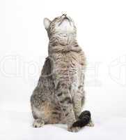 tabby cat looking up