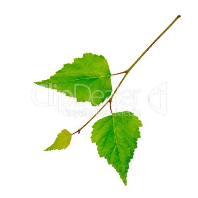 Birch twig with green leaves