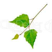 Birch twig with green leaves