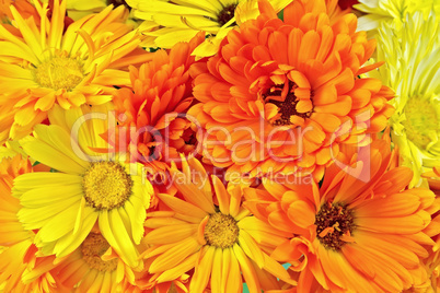 Calendula flowers yellow and orange bouquet