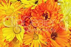 Calendula flowers yellow and orange bouquet