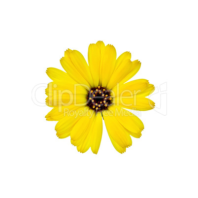 Calendula yellow with a dark core