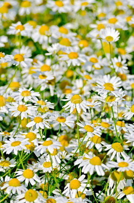 Camomile field medical