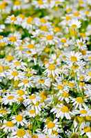 Camomile field medical