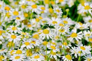 Camomile field