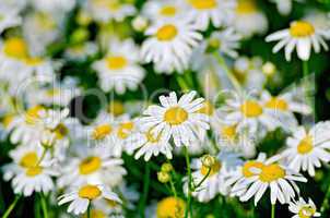 Camomile on meadow